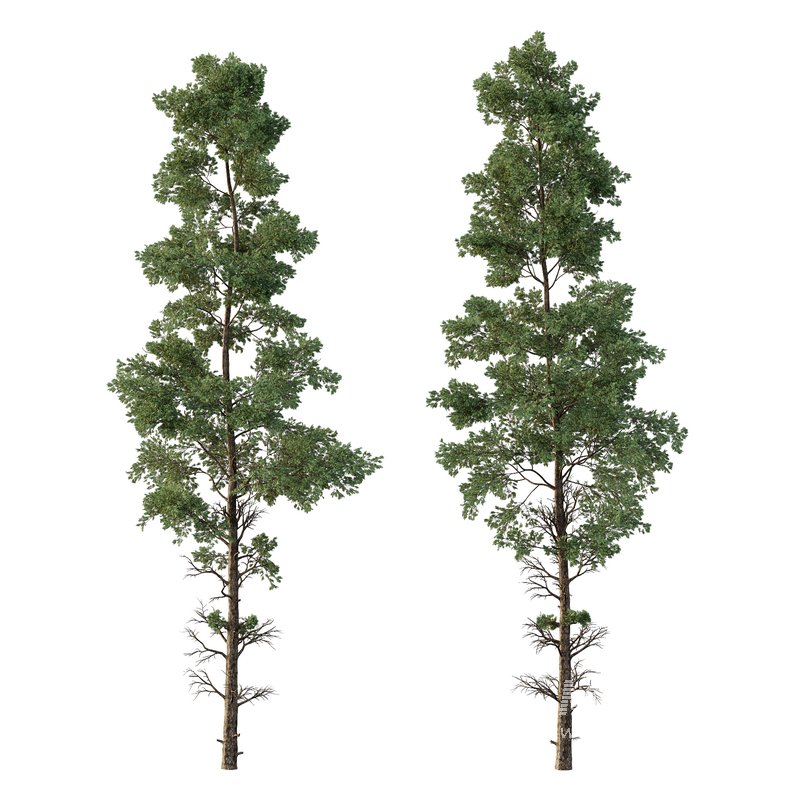 Chamaecyparis thyoides Tree01 - Image 2