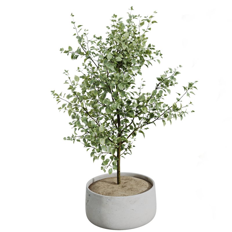 AV Indoor plants set 153 Beech Olea Europaea Olive Eucalyptu and Aloifolia Rostrata Palm and Ficus Cyathistipula African Fig - Image 10