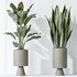 AV Indoor plants set 154 Ficus Microcarpa Moclame and Snake Green Sansevieria and Bird Of ParadiseBird - Thumbnail 5