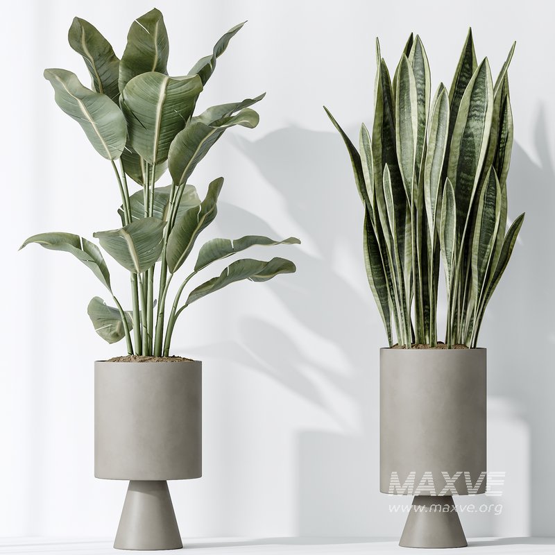 AV Indoor plants set 154 Ficus Microcarpa Moclame and Snake Green Sansevieria and Bird Of ParadiseBird - Image 5