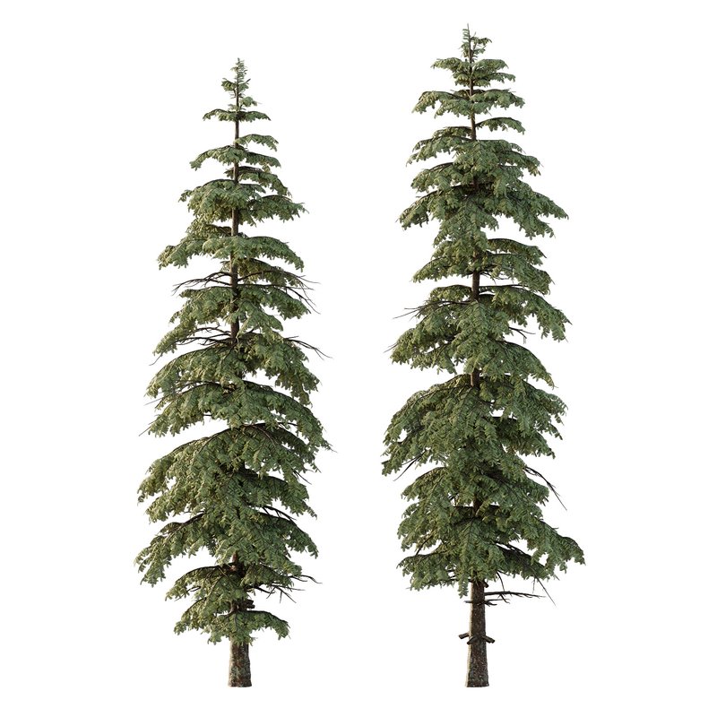 spruce tree12 - Image 1