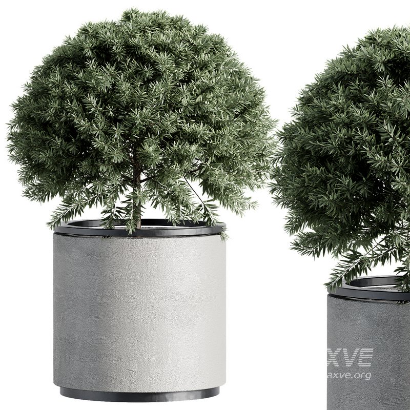 Outdoor Plant 35 - Image 6