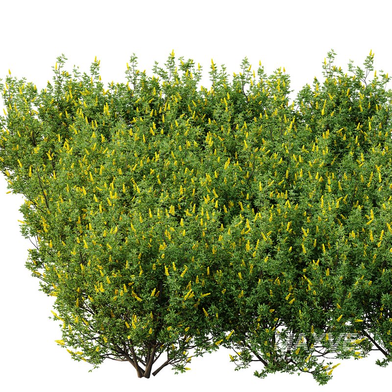 Argyrocytisus battandieri 03 - Image 2