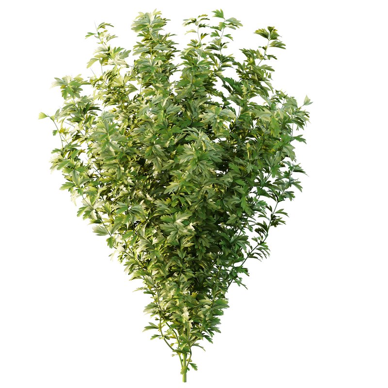 romneya coulter Plant 09 (5 Model) - Image 3