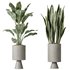 AV Indoor plants set 154 Ficus Microcarpa Moclame and Snake Green Sansevieria and Bird Of ParadiseBird - Thumbnail 2