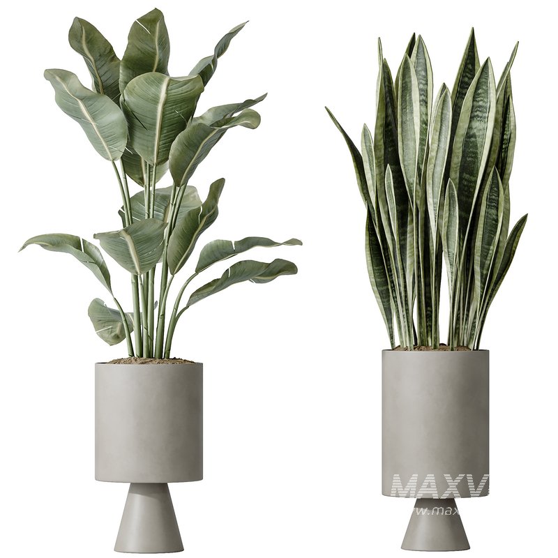 AV Indoor plants set 154 Ficus Microcarpa Moclame and Snake Green Sansevieria and Bird Of ParadiseBird - Image 2