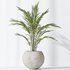 AV Indoor plants set 151 Beech Olea Europaea Olive and Lutescens Areca Palm and Mountain Kentia Palm and Strelitzia Reginae Nicolai - Thumbnail 7