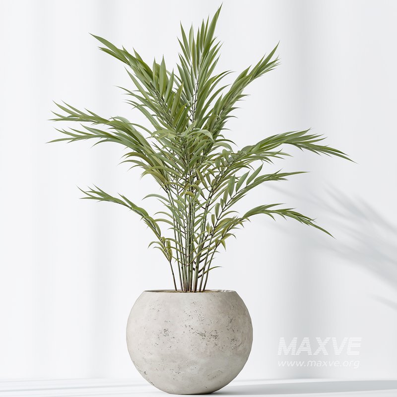 AV Indoor plants set 151 Beech Olea Europaea Olive and Lutescens Areca Palm and Mountain Kentia Palm and Strelitzia Reginae Nicolai - Image 7