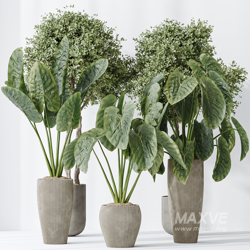 AV Indoor plants set 149 Cunjevoi Jardin Brisbanensis Fittingly Elephant and Arbequina Wilsonii Chemlali Olive - Image 4