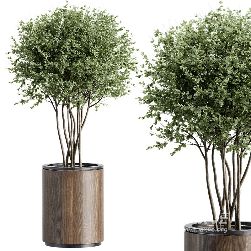 Outdoor Plant 35 - Image 2