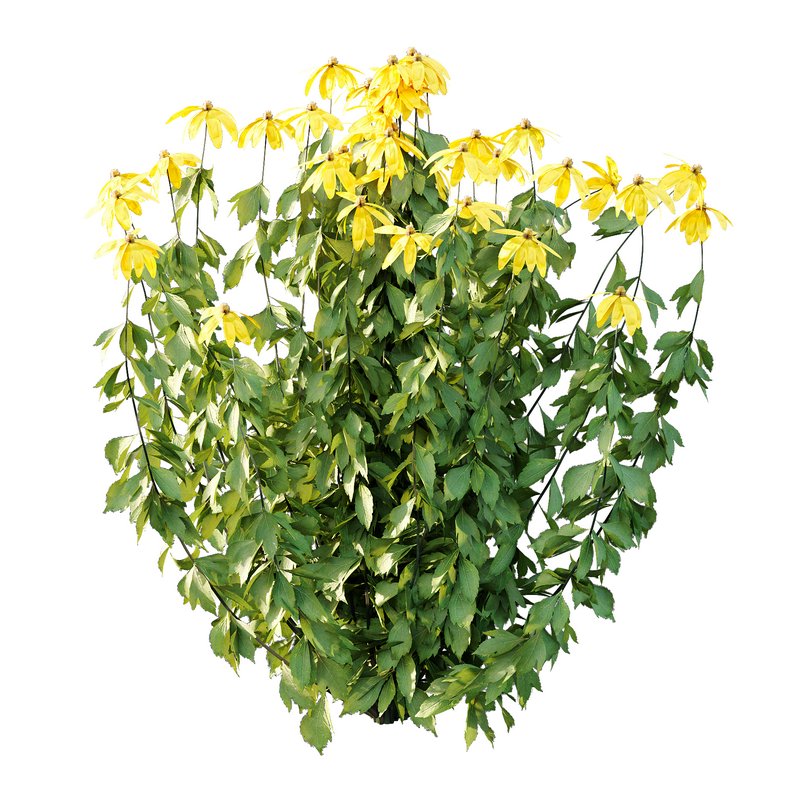 Rudbeckia laciniata Plant 02 - Image 4