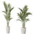 AV Indoor plants set 144 Areca Majesty Cat Reed Palm - Thumbnail 1