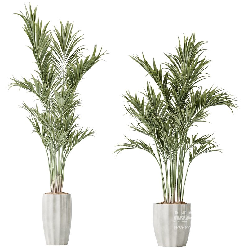 AV Indoor plants set 144 Areca Majesty Cat Reed Palm - Image 1