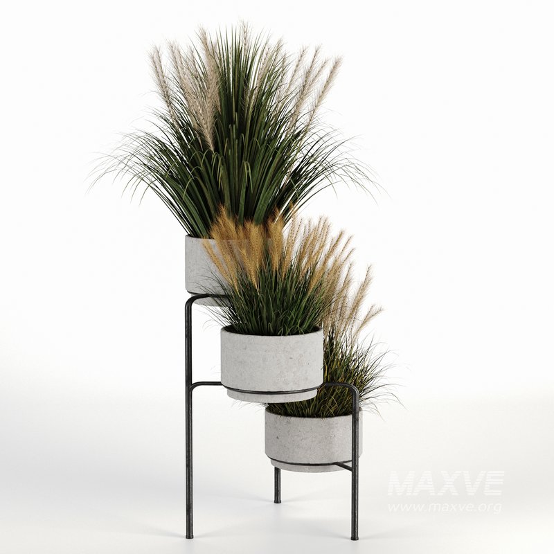 Outdoorplants-Dried And Pampass set-34 - Image 5