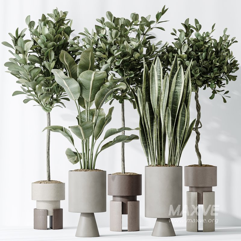 AV Indoor plants set 154 Ficus Microcarpa Moclame and Snake Green Sansevieria and Bird Of ParadiseBird - Image 7