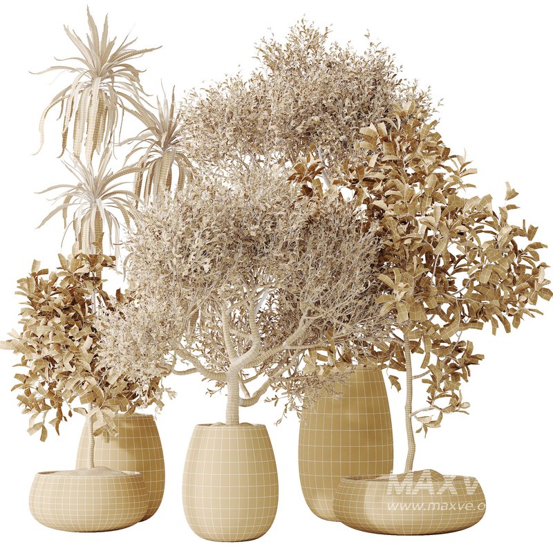 Indoor plants set 133 Wilsonii Chemlali Olive and Briful Pachira Aquatica and Warneckii Lemon Lime Cane Dragon - Image 5