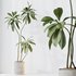 AV Indoor plants set 153 Beech Olea Europaea Olive Eucalyptu and Aloifolia Rostrata Palm and Ficus Cyathistipula African Fig - Thumbnail 2