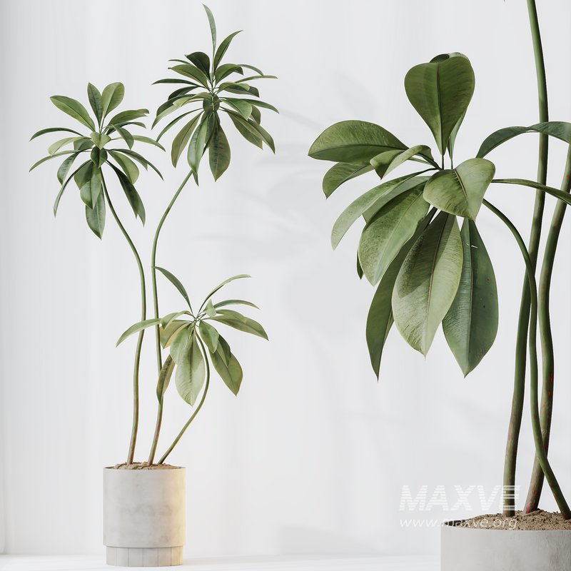 AV Indoor plants set 153 Beech Olea Europaea Olive Eucalyptu and Aloifolia Rostrata Palm and Ficus Cyathistipula African Fig - Image 2