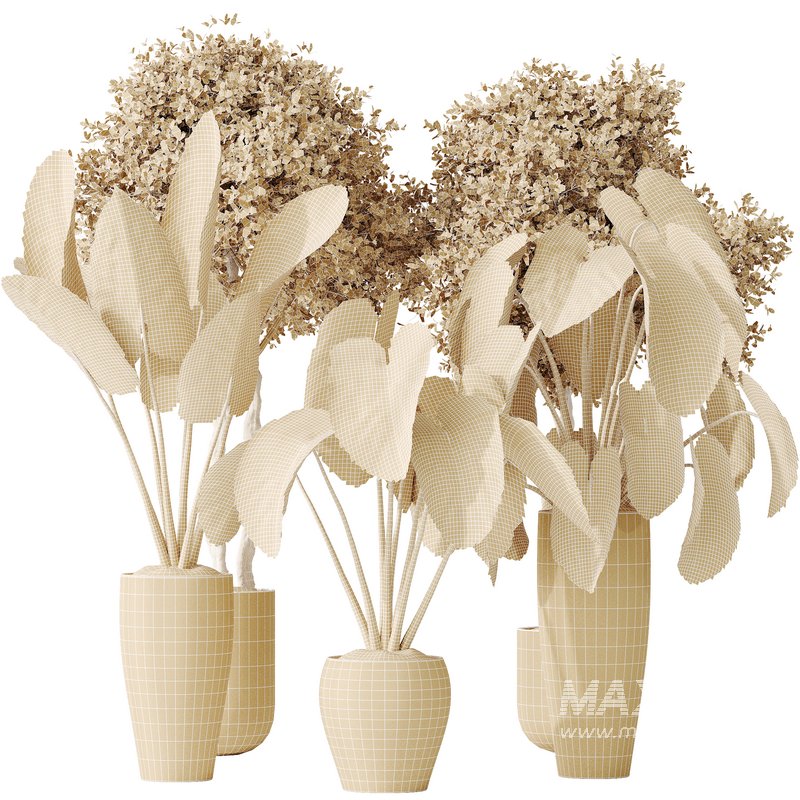 AV Indoor plants set 149 Cunjevoi Jardin Brisbanensis Fittingly Elephant and Arbequina Wilsonii Chemlali Olive - Image 5