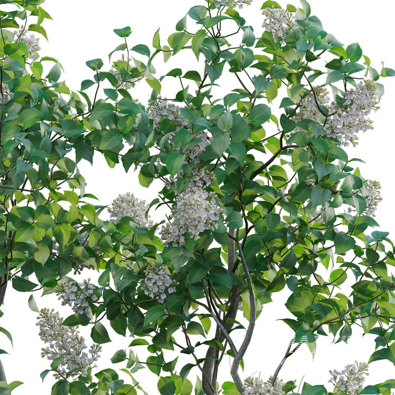 Syringa vulgaris – Common Lilac 02 - Image 3