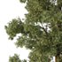 Chamaecyparis thyoides Tree004 - Thumbnail 3