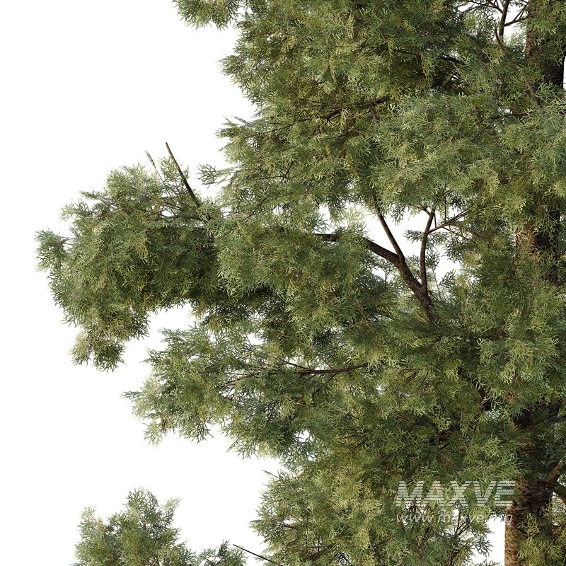 Chamaecyparis thyoides Tree004 - Image 3