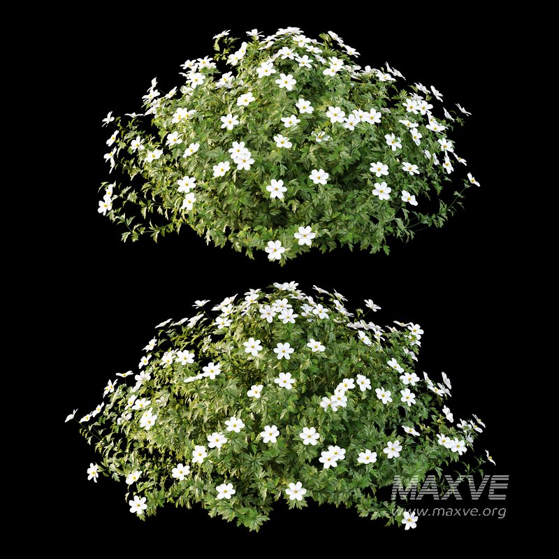 romneya coulter Plant 03 -2 Model - Image 2