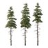 spruce tree11 - Thumbnail 1