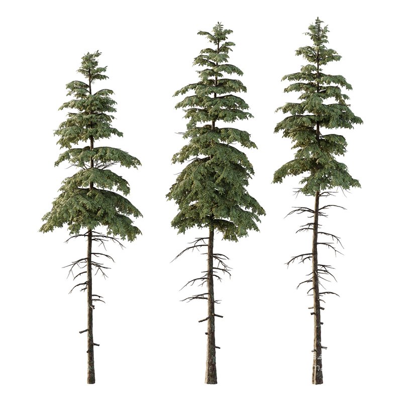 spruce tree11 - Image 1