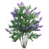 Syringa vulgaris – Common Lilac 04 - Thumbnail 2