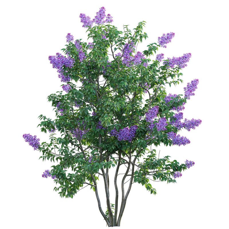 Syringa vulgaris – Common Lilac 04 - Image 2