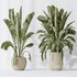 AV Indoor plants set 147 Ravenala Banana Strelitzia Nicolai Bird Of Paradise and Leccino Arbequina Wilsonii Chemlali Olive - Thumbnail 4