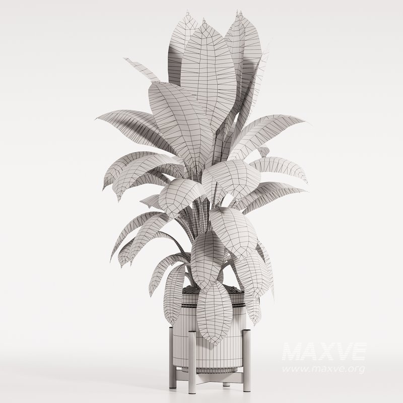 Rubber Plant with Modern Wooden Stand - Image 5