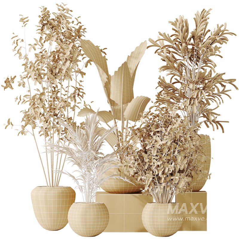 AV Indoor plants set 151 Beech Olea Europaea Olive and Lutescens Areca Palm and Mountain Kentia Palm and Strelitzia Reginae Nicolai - Image 8