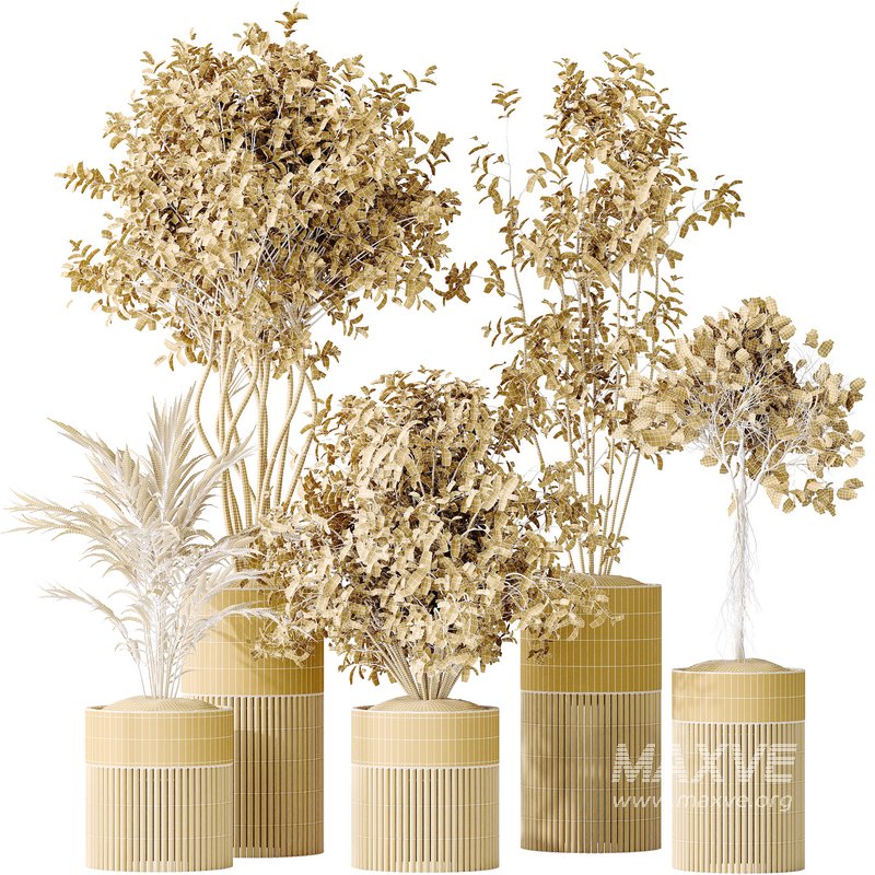 AV Indoor plants set 134 Beech Olea Europaea Olive and Ficus Benjamina African Fig and Mountain Kentia Palm - Image 7