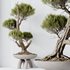AV Indoor plants set 152 Ficus Retusa Microcarpa Bonsai Ginseng and Bonsai Pinus Pentaphylla Thunbergii - Thumbnail 6