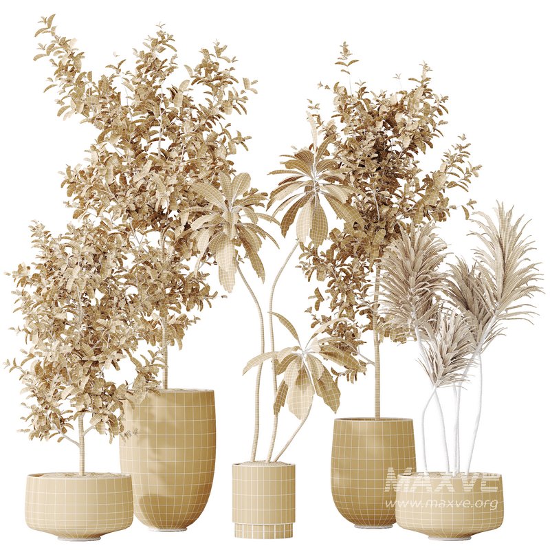 AV Indoor plants set 153 Beech Olea Europaea Olive Eucalyptu and Aloifolia Rostrata Palm and Ficus Cyathistipula African Fig - Image 12