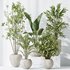 AV Indoor plants set 151 Beech Olea Europaea Olive and Lutescens Areca Palm and Mountain Kentia Palm and Strelitzia Reginae Nicolai - Thumbnail 5