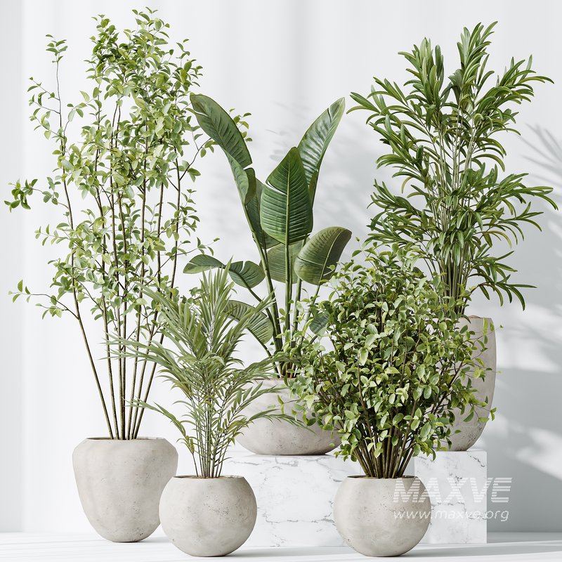 AV Indoor plants set 151 Beech Olea Europaea Olive and Lutescens Areca Palm and Mountain Kentia Palm and Strelitzia Reginae Nicolai - Image 5