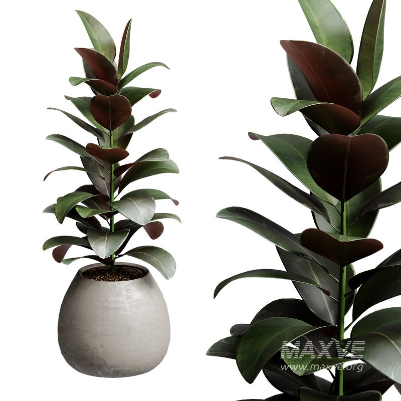 Indoor Plant 28 - Image 3