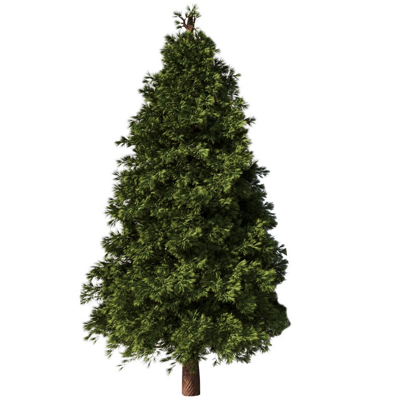 Pine Tree Set28 - Image 3