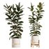 Modern Ficus Indoor Planters Set - Thumbnail 2