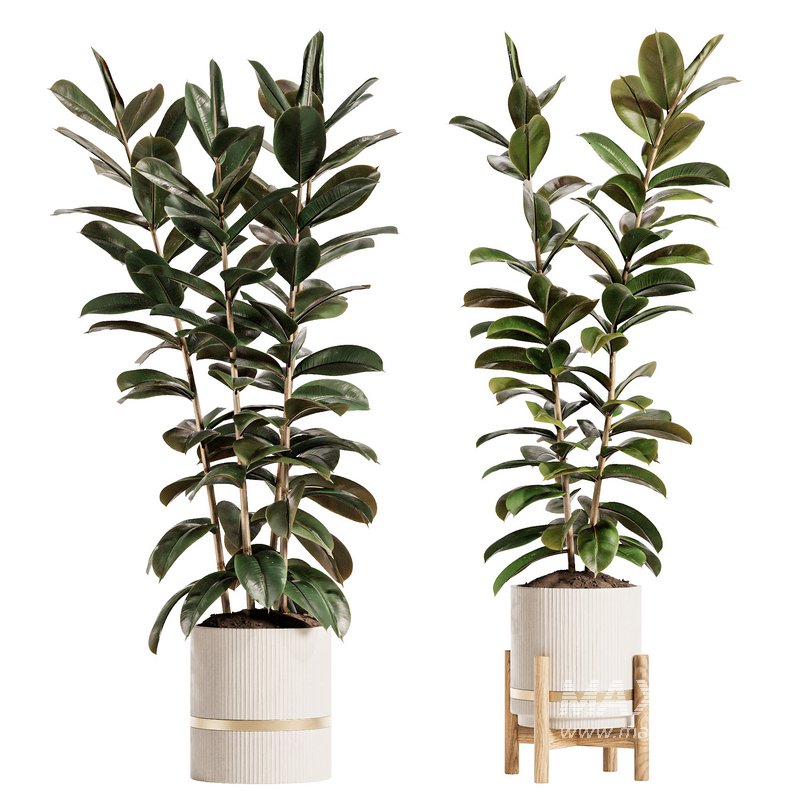 Modern Ficus Indoor Planters Set - Image 2