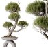 AV Indoor plants set 152 Ficus Retusa Microcarpa Bonsai Ginseng and Bonsai Pinus Pentaphylla Thunbergii - Thumbnail 4