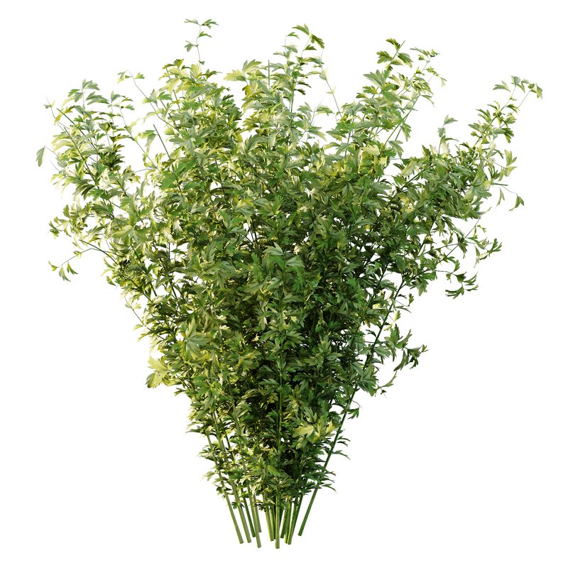 romneya coulter Plant 09 (5 Model) - Image 2