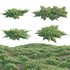 Juniperus procumbens – Garden Juniper 01 - Thumbnail 1