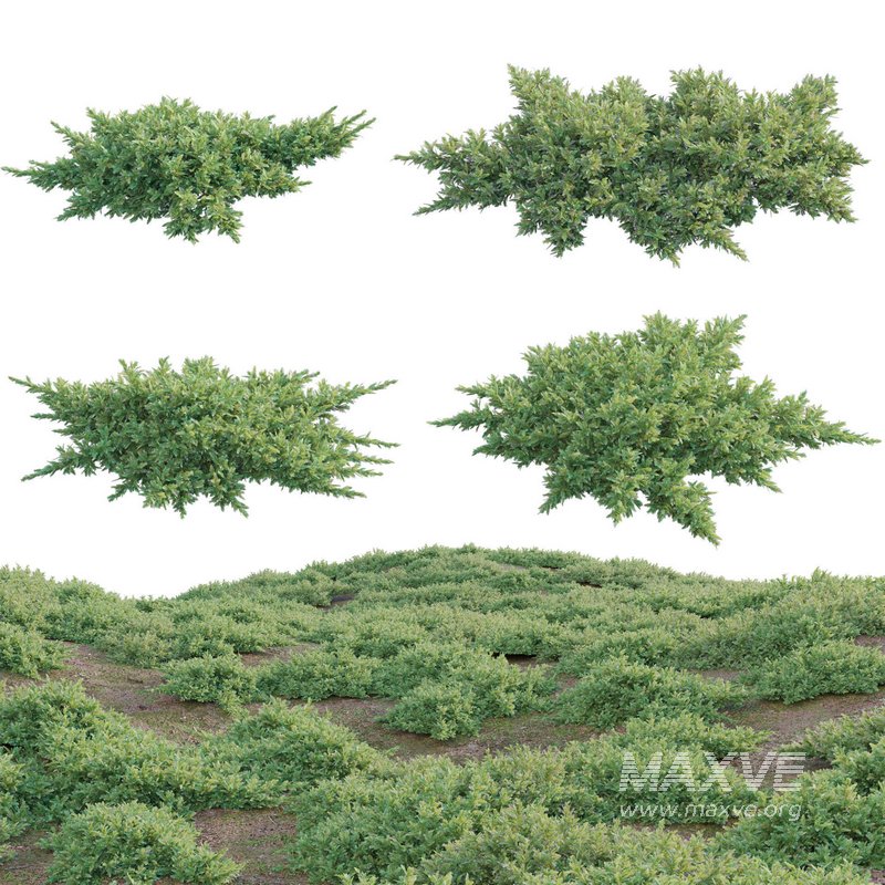 Juniperus procumbens – Garden Juniper 01 - Image 1