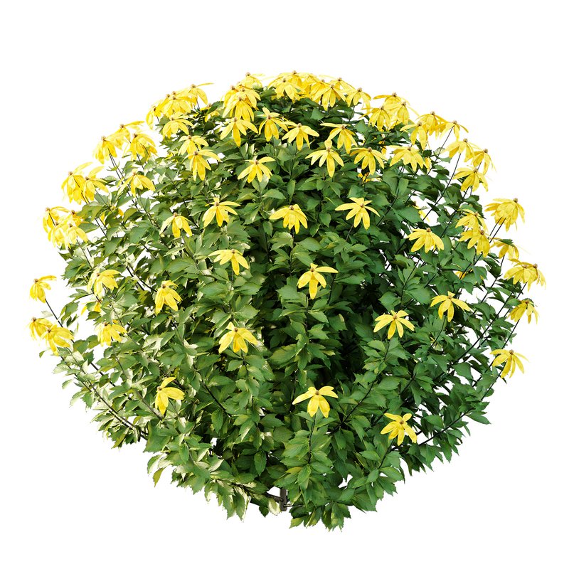 Rudbeckia laciniata Plant 05 -3 Plants - Image 4