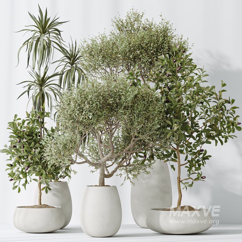 Indoor plants set 133 Wilsonii Chemlali Olive and Briful Pachira Aquatica and Warneckii Lemon Lime Cane Dragon - Image 3