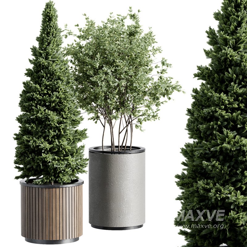 Outdoor Plant 36 - Image 1